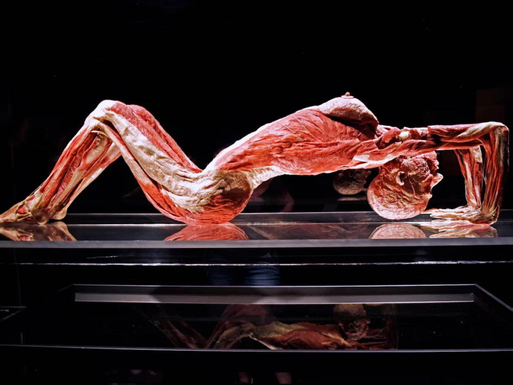 What does it truly mean to be happy and how does that happiness shape our bodies? At BODY WORLDS Amsterdam: The Happiness Project, these questions come to life in a way unlike anywhere else in the world. Blending science, art, and human curiosity, this groundbreaking exhibition invites visitors to look beneath the surface literally and discover the powerful connection between physical health and emotional wellbeing.